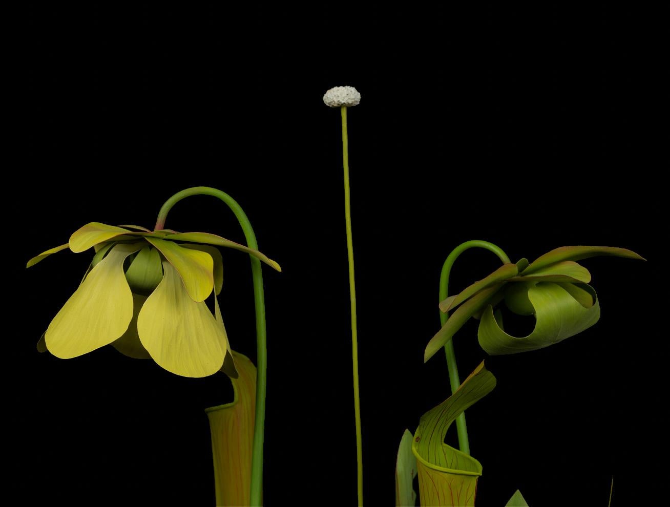 Yellow Pitcher Plant - Sculpture by Trailer McQuilkin