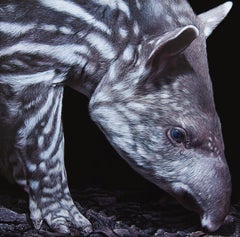 Peau de Terre (jeune tapir), acrylic on medium, size with frame 43 x 43 cm