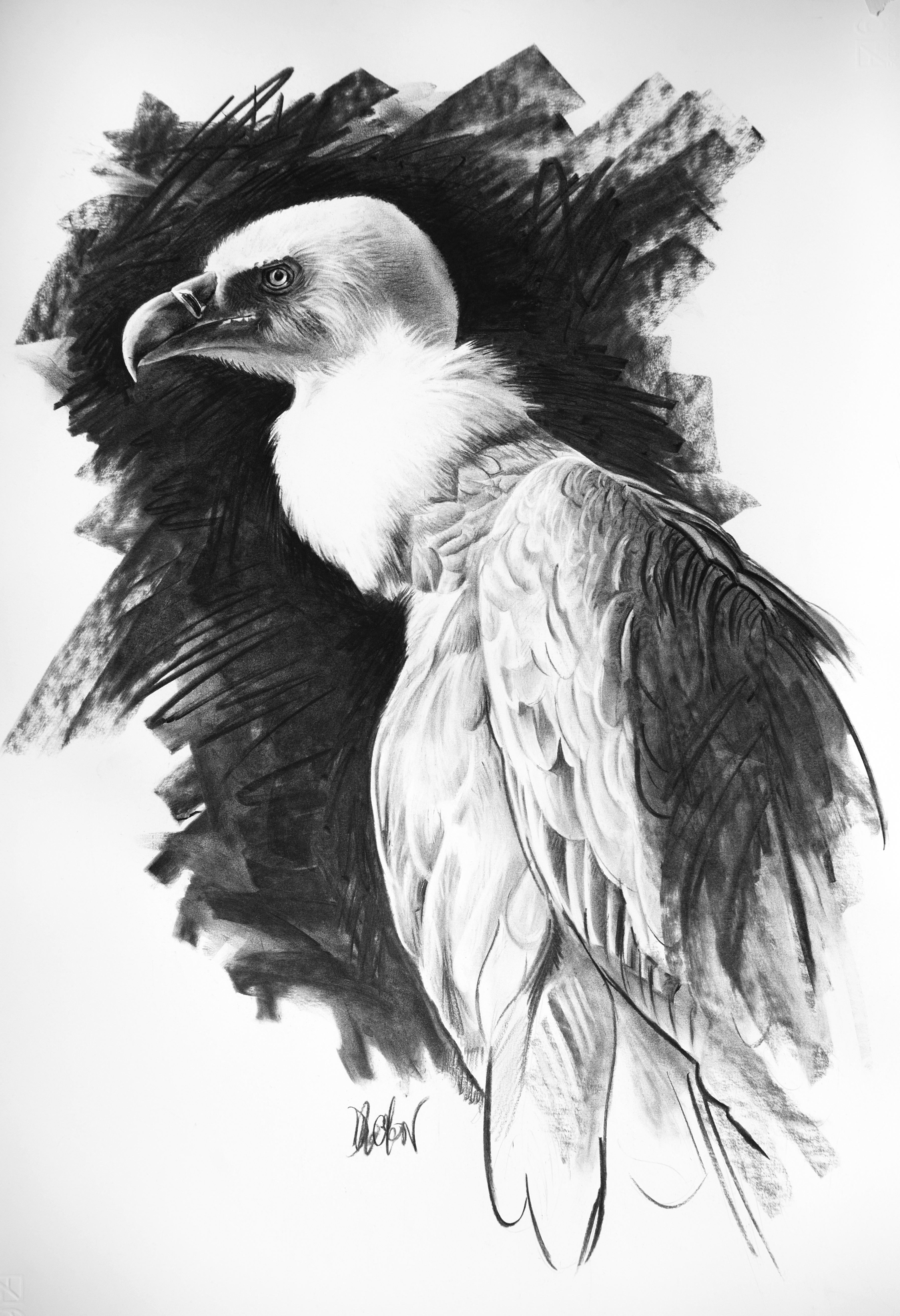 Christophe Drochon Animal Painting - Etude de vautour fauve, charcoal on paper, size with frame 76.3x66.3