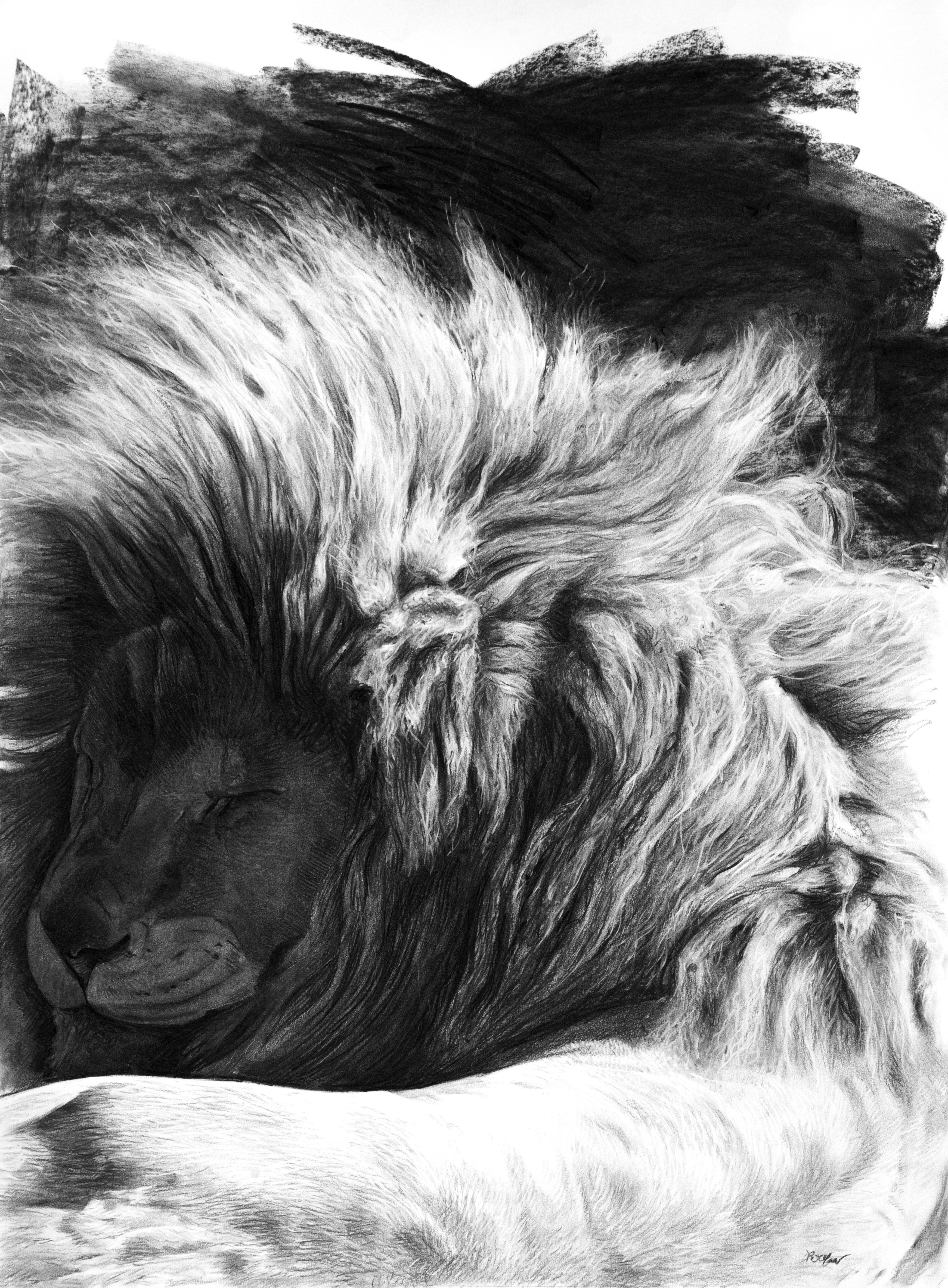 Christophe Drochon Animal Painting - Etude de lion endormi, charcoal on paper, size with frame 118 x 89 cm