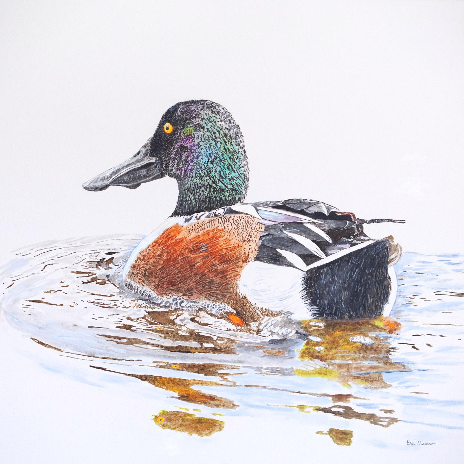 A Northern Shoveler Churning