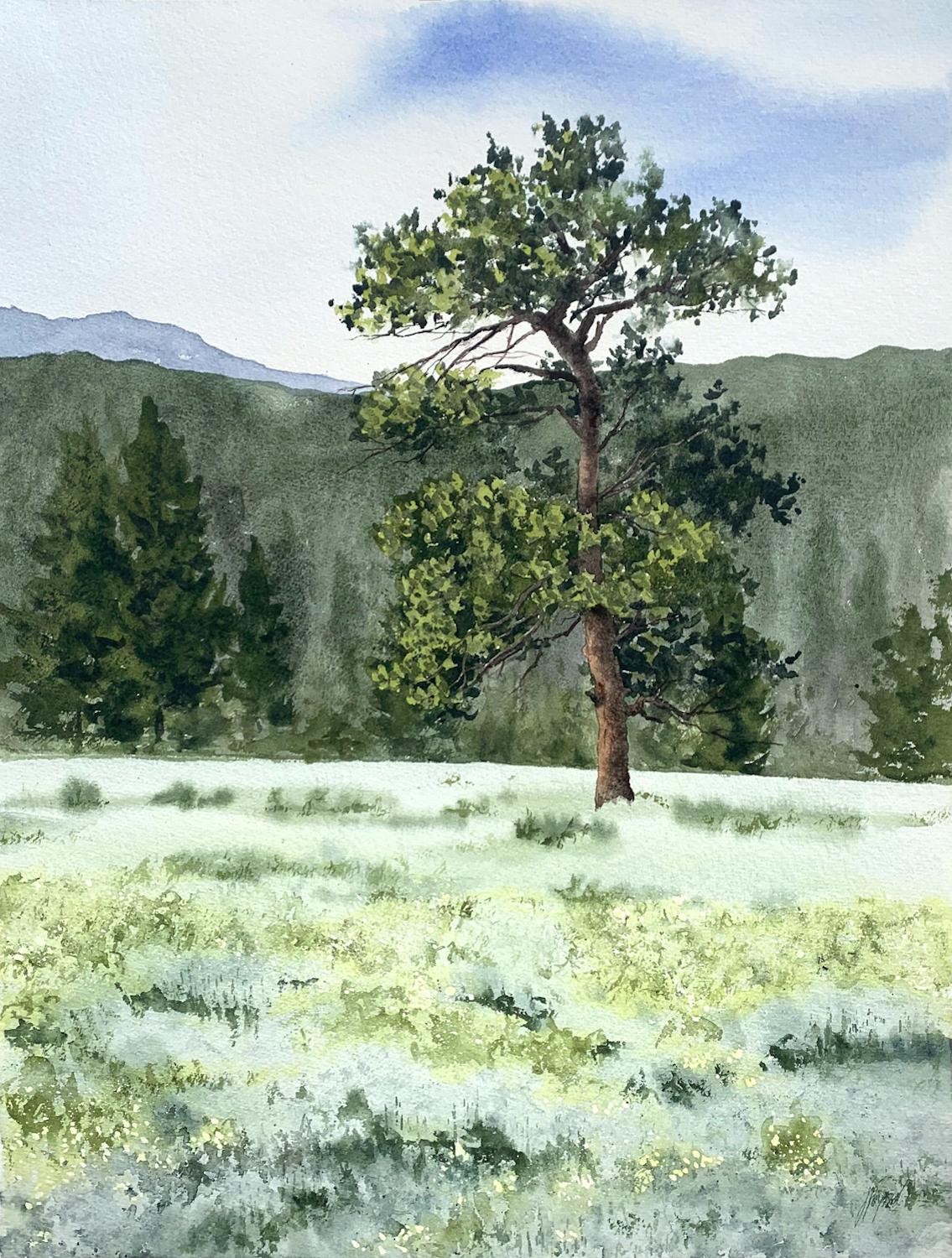 Colorado Pine, Original Painting - Art by Jill Poyerd