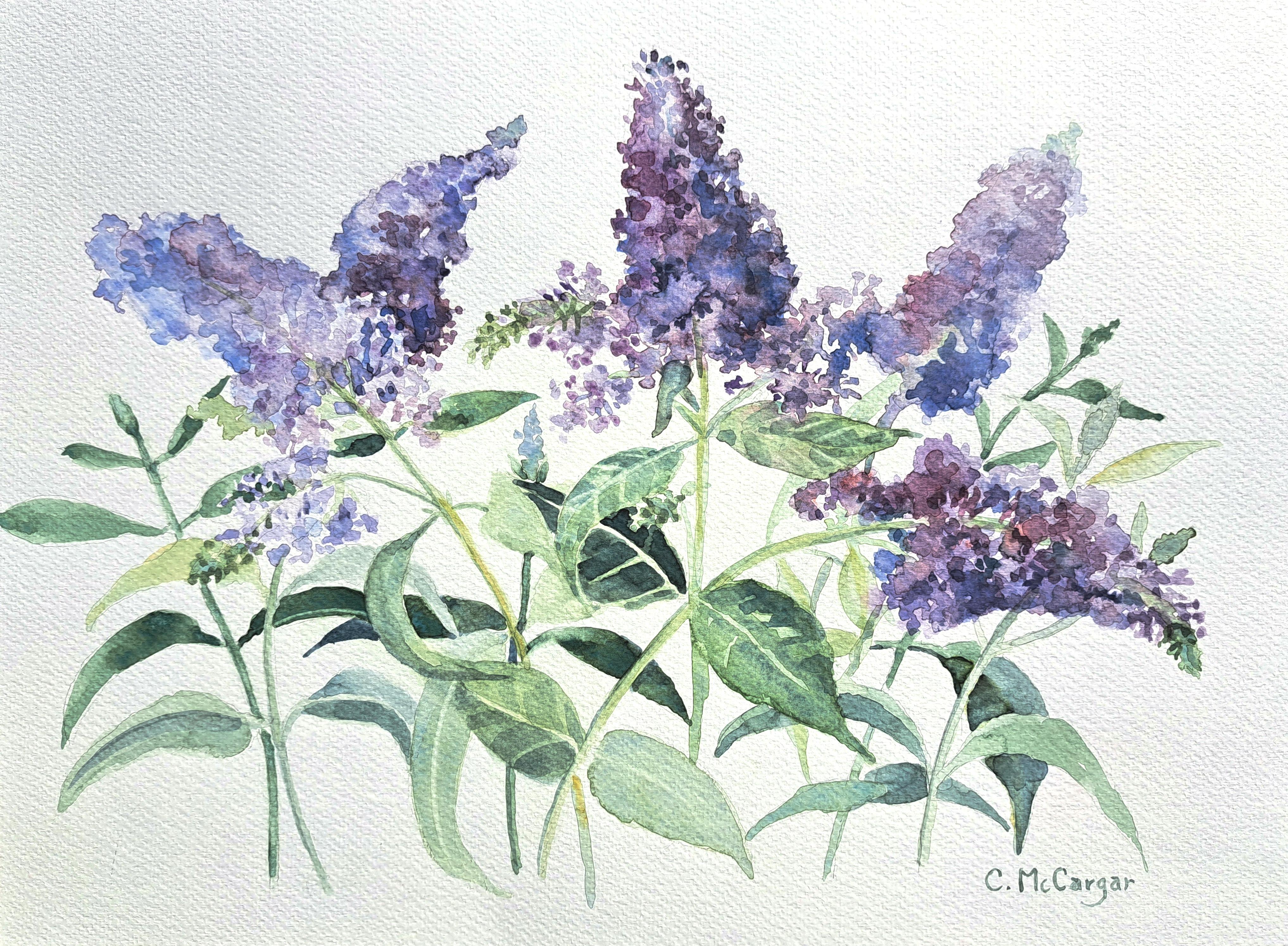 Buddleia Blooms, Original Painting - Art by Catherine McCargar