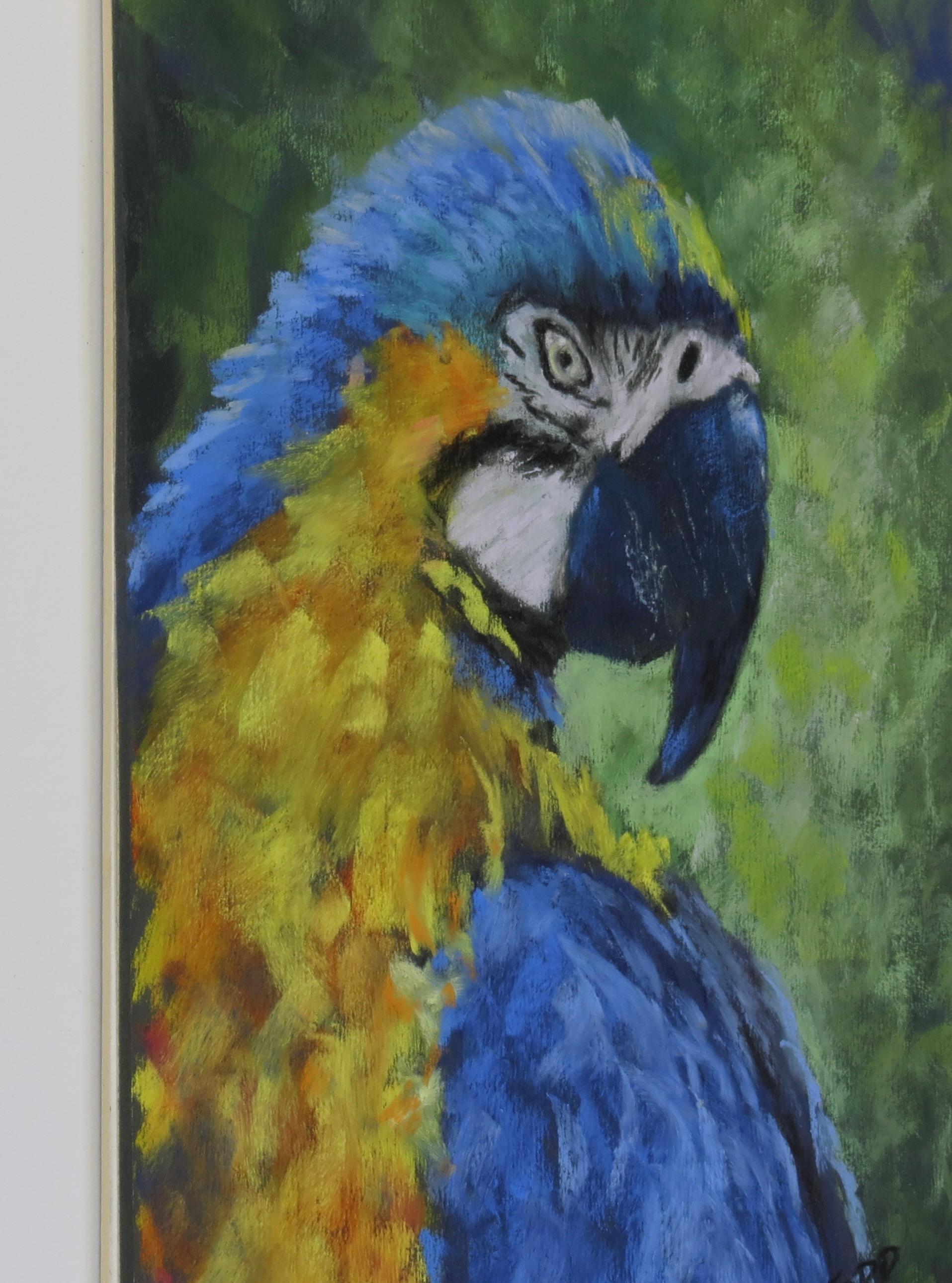 Macaw's Gaze, Original Painting - Art by Joanie Ford