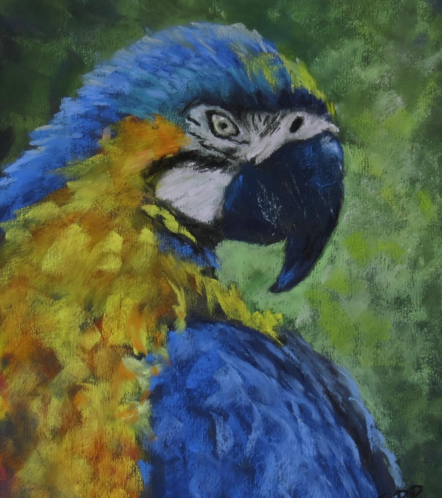 Macaw's Gaze, Original Painting - Black Animal Art by Joanie Ford