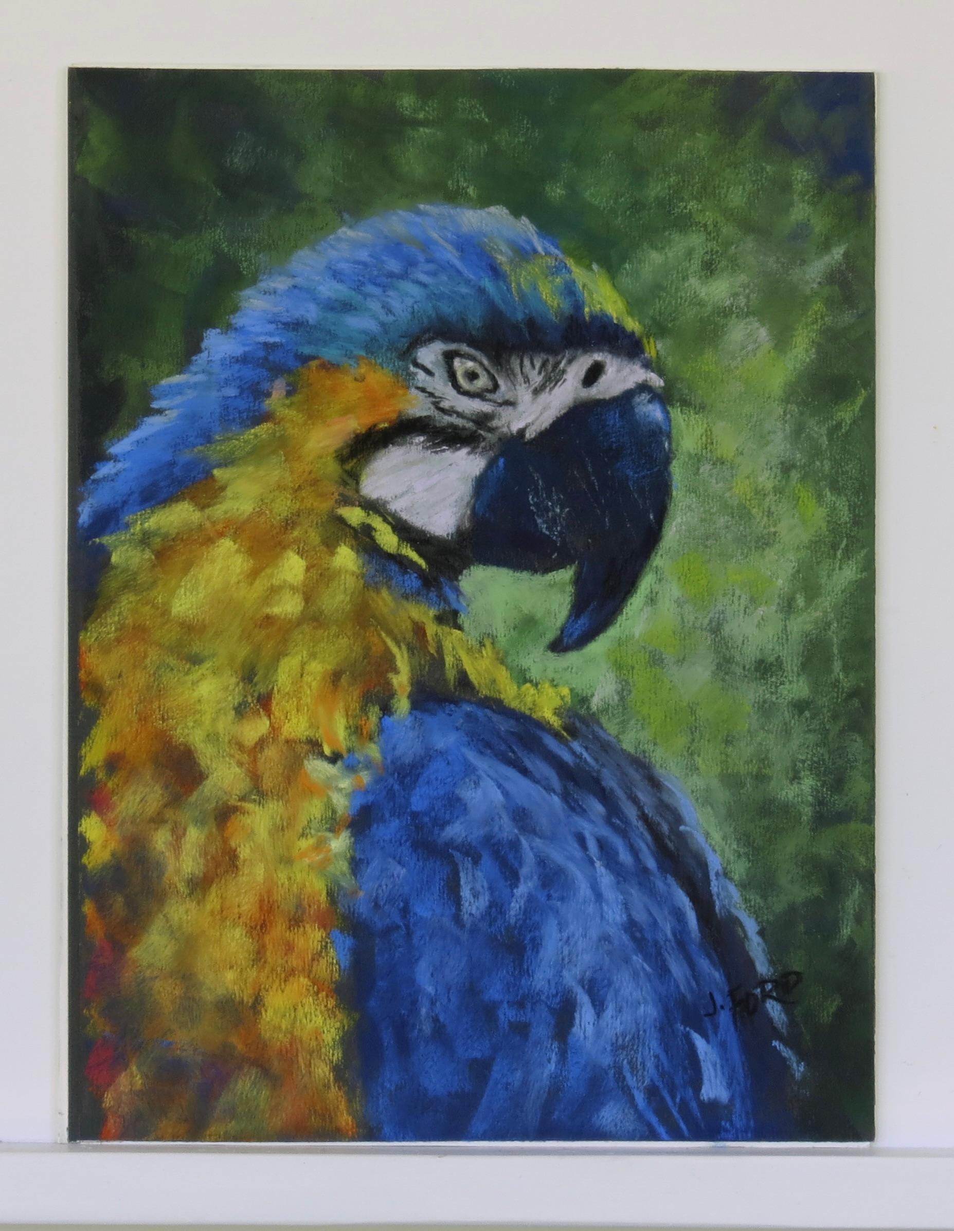 Macaw's Gaze, Original Painting - Impressionist Art by Joanie Ford