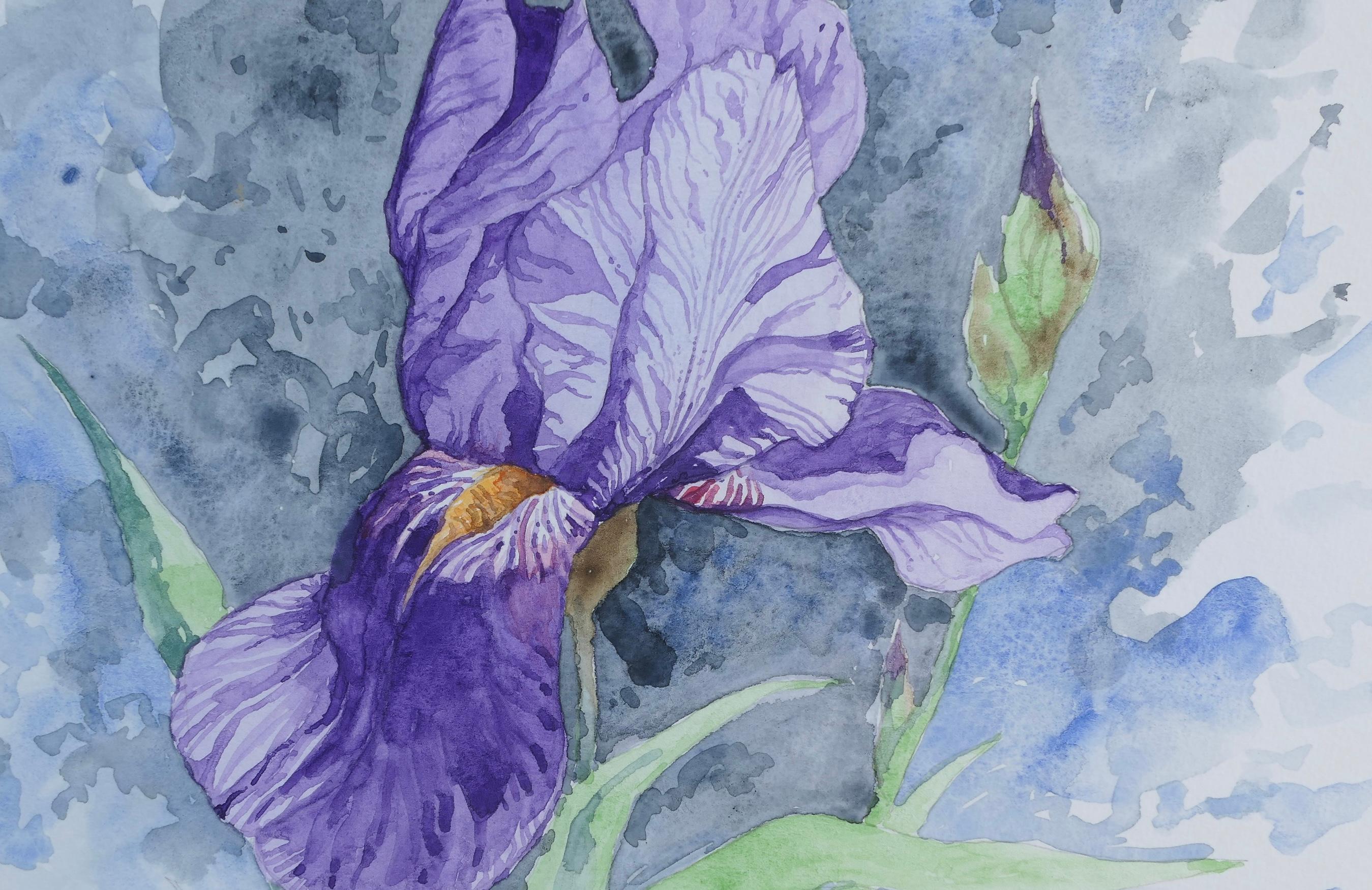 Iris púrpura nº 1, Pintura original en venta 1