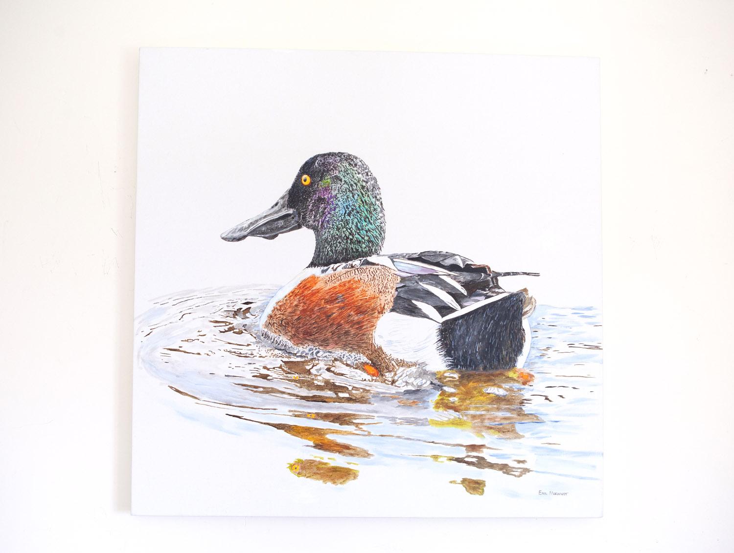 <p>Artist Comments<br />Sometimes these handsome ducks, who feed at the Santa Barbara Bird Refuge by plowing through the water with their bills open, take a break from shoveling and rotate in a circle to check things out, churning up the water