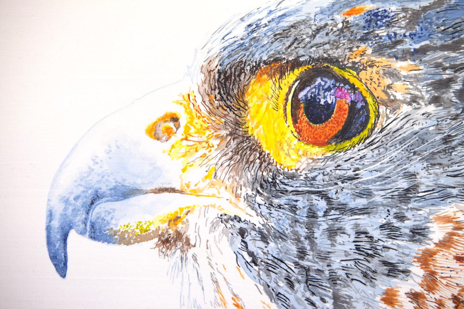 <p>Artist Comments<br>Kisa lives at the Santa Barbara Museum of Natural History. Whenever I visit her out in the museum yard, she is paying close attention to the songbirds in the nearby trees and clearly wishes she could still capture her own prey.
