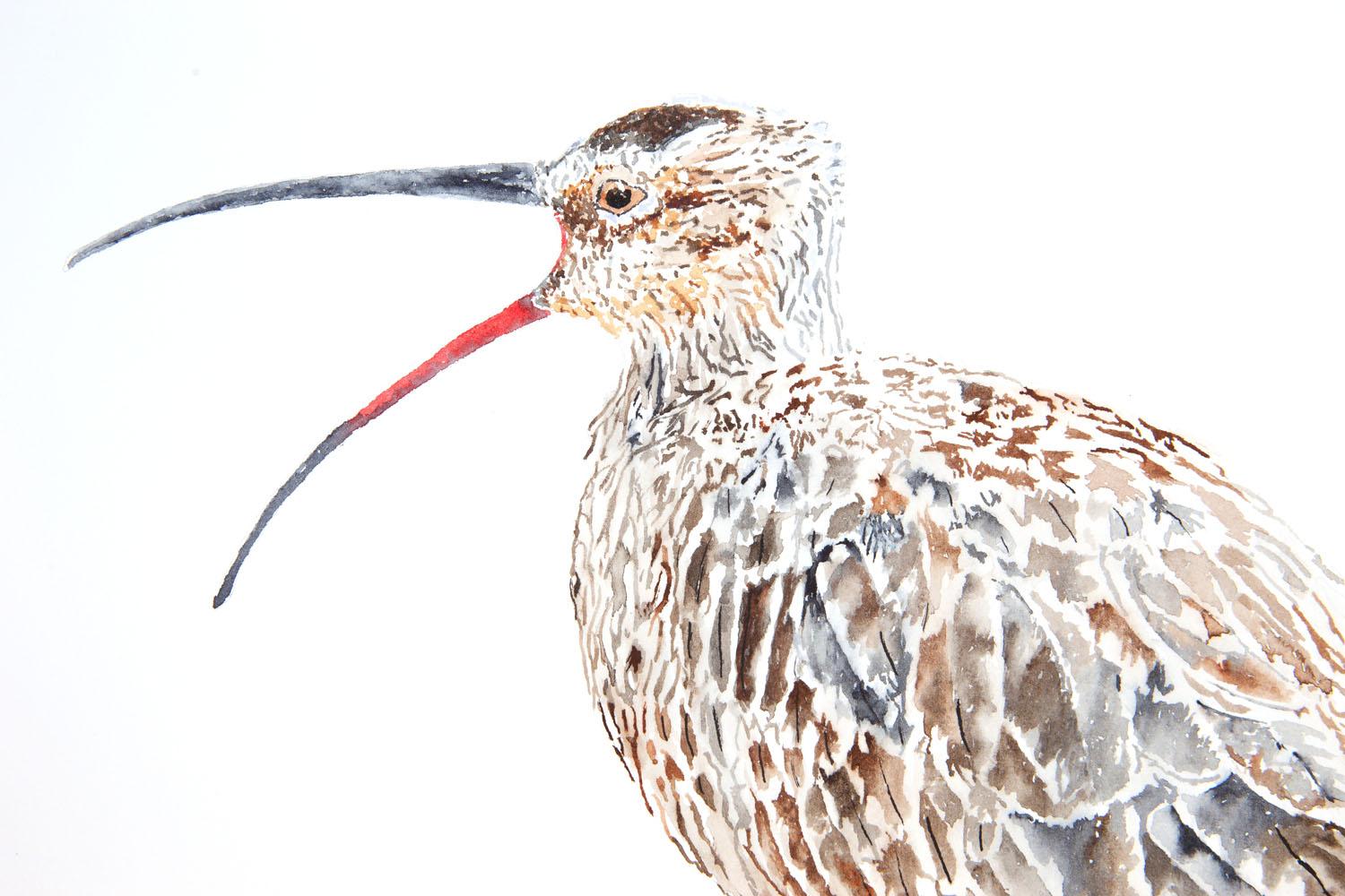 Whimbrel #11 Speaking Out, Original Painting - American Realist Art by Emil Morhardt