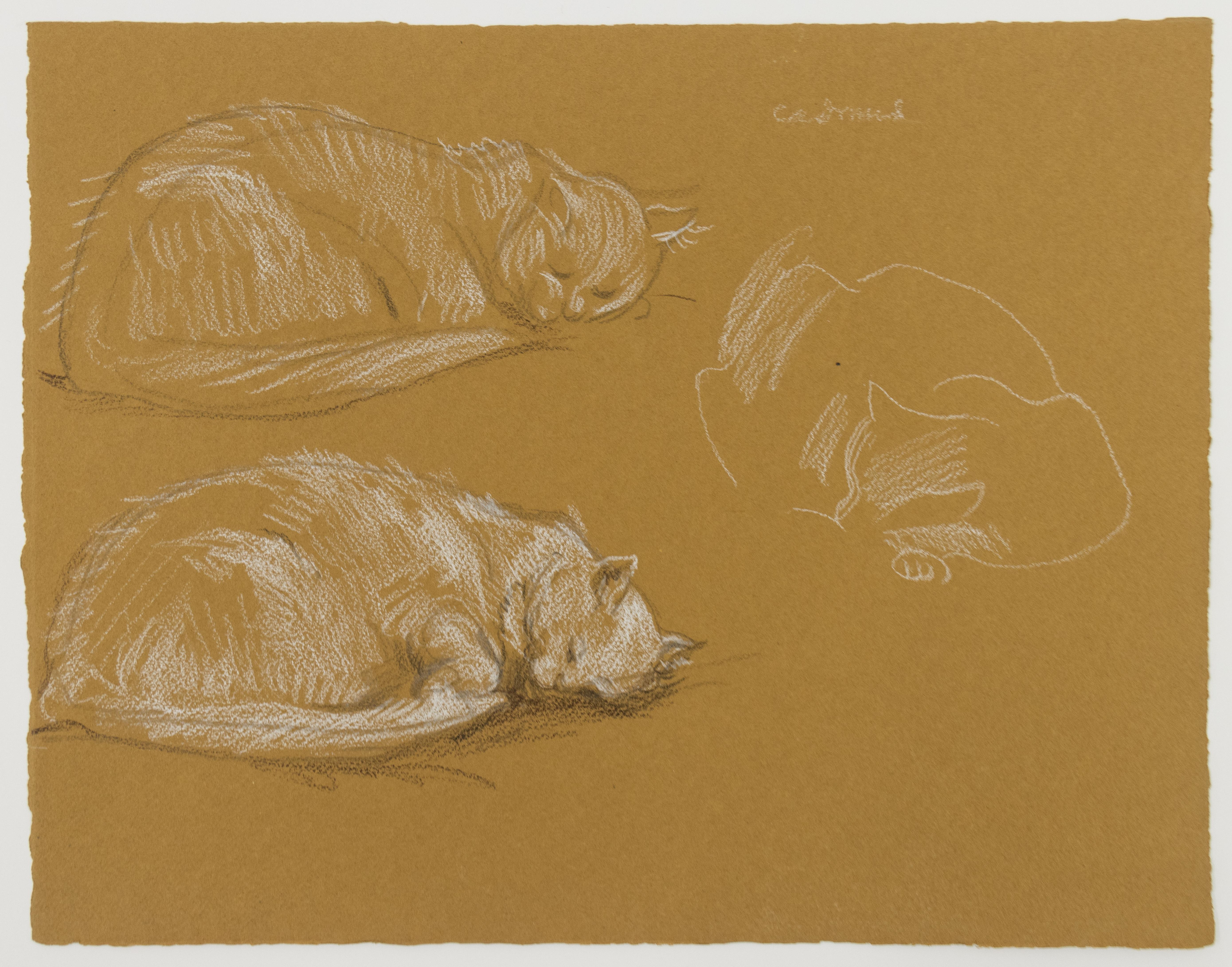 Three Studies of a Sleeping Cat, drawing in crayon on brown paper by Paul Cadmus For Sale 1