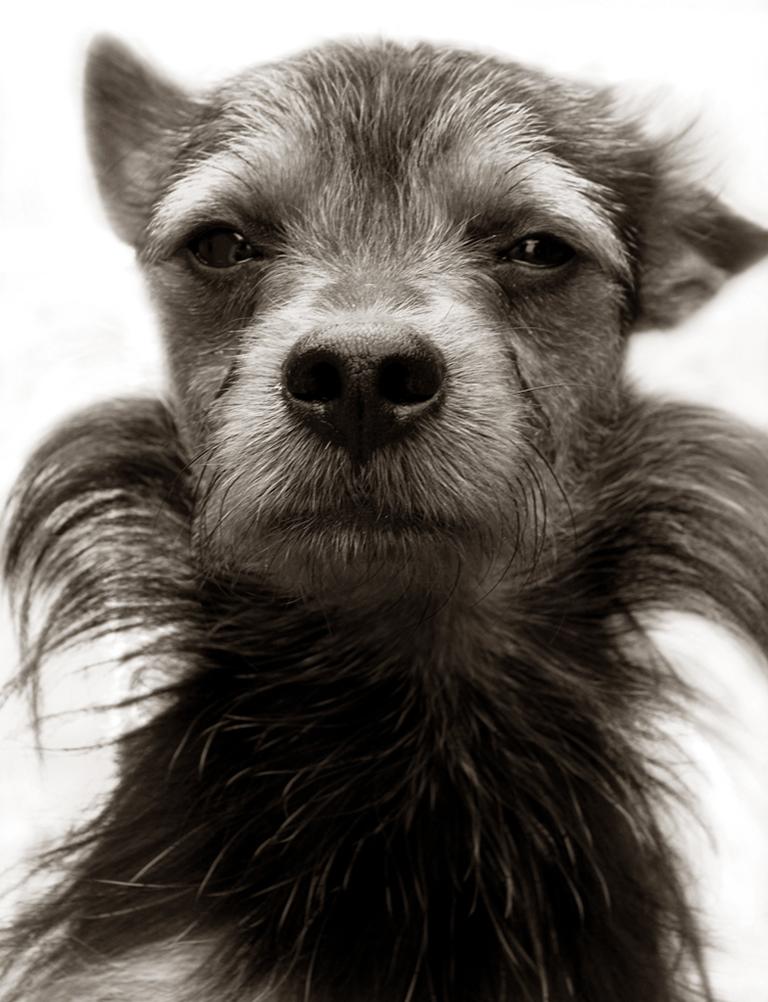Traer Scott Black and White Photograph - Terrier