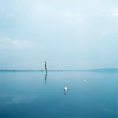 Untitled (Swans)
