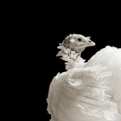 Ash, Broad Breasted White Turkey, Age 8, I