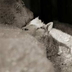 Zebulon and Isaiah, Finnsheep, Both Age 12