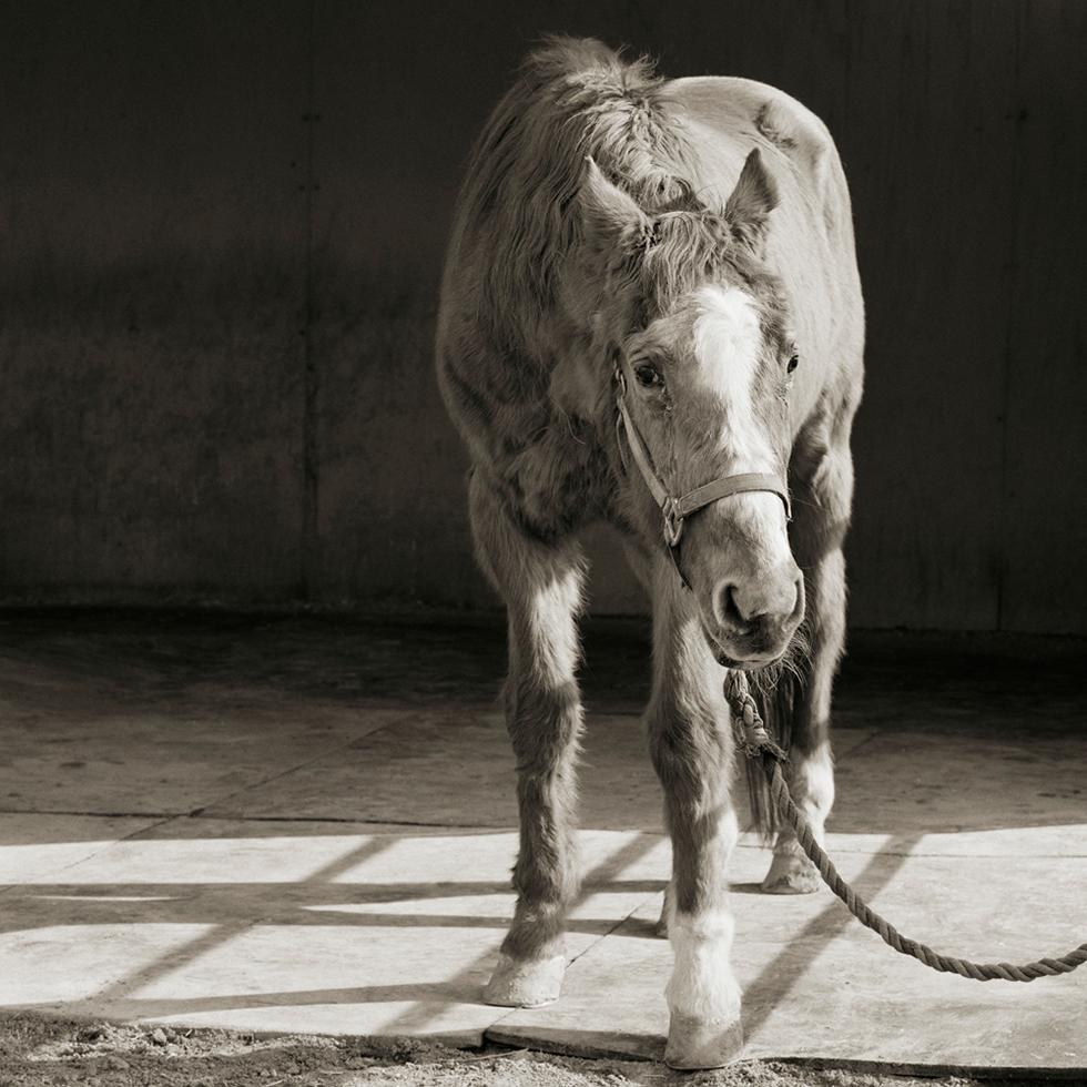 Isa Leshko Black and White Photograph - Handsome One, Thoroughbred Horse, Age 33