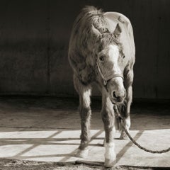 Magnifique cheval pur-sang, âge de 33 ans