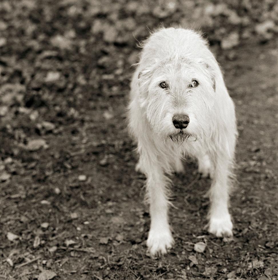 Isa Leshko Black and White Photograph - Kelly, Irish Wolfhound, Age 11