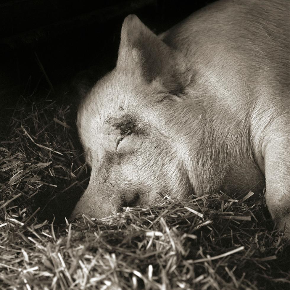 Isa Leshko Animal Print - Teresa, Yorkshire Pig, Age 13