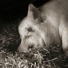 Teresa, porc du Yorkshire, âge de 13 ans