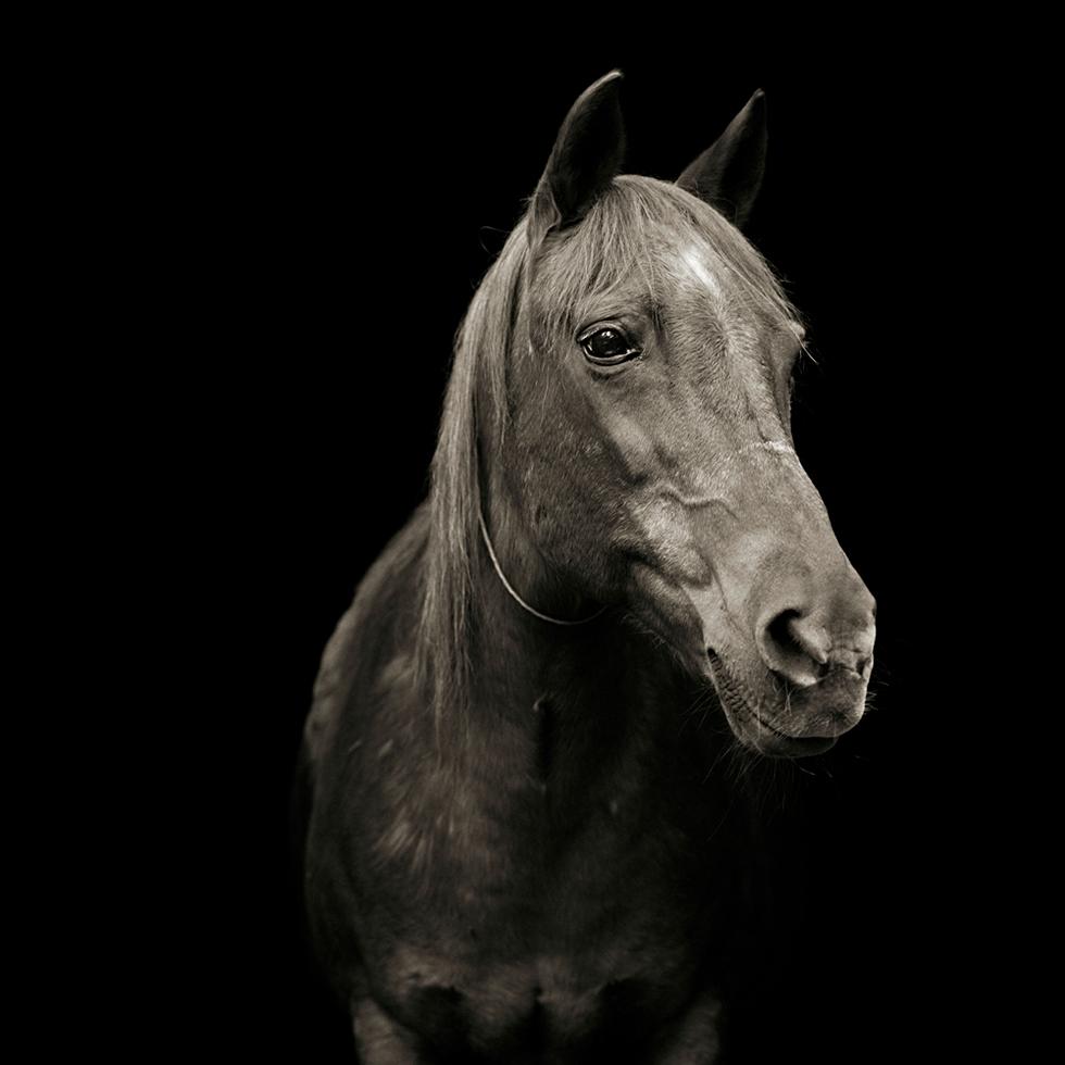 Isa Leshko Black and White Photograph - Pumpkin, Morgan Arabian Horse, Age 28
