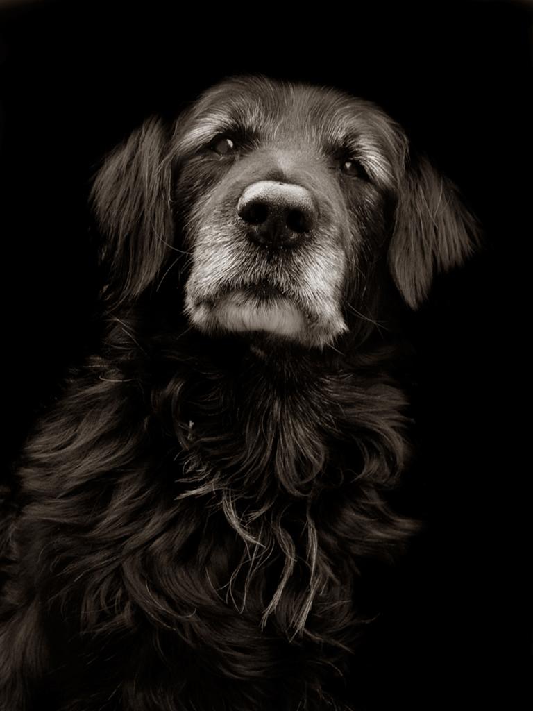 Black and White Photograph Traer Scott - Dumbledore - Dumbledore