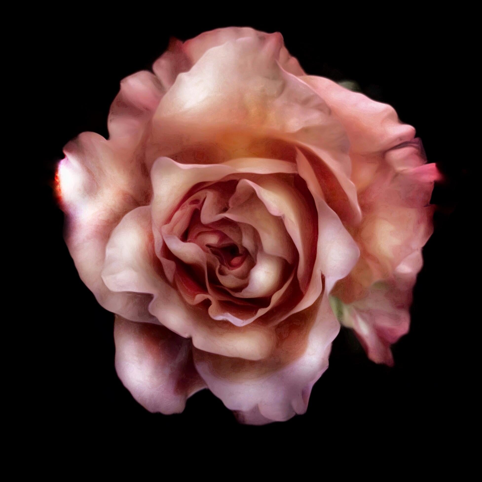 Adrienne Anbinder  Still-Life Photograph – Seductive Rose