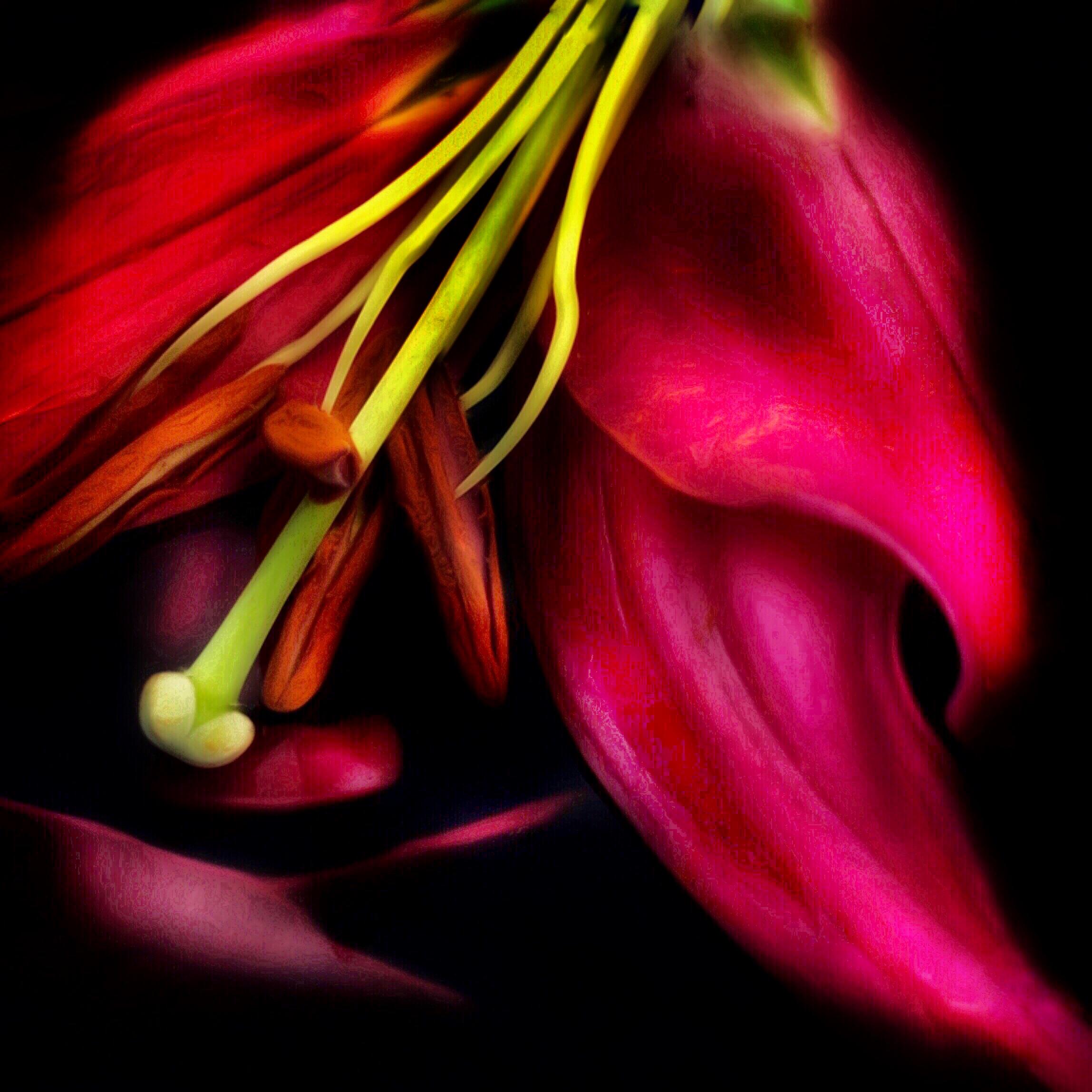 Adrienne Anbinder  Still-Life Photograph - Red Lily