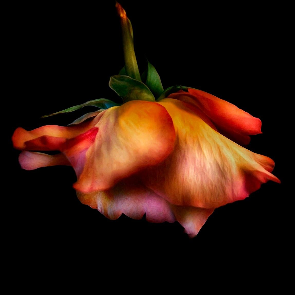 Adrienne Anbinder  Color Photograph - Wilted Rose