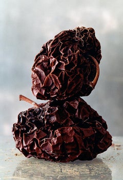 Georg Oddner, From Herbarium, Pomegranate, 1999, Pigment print, Photography