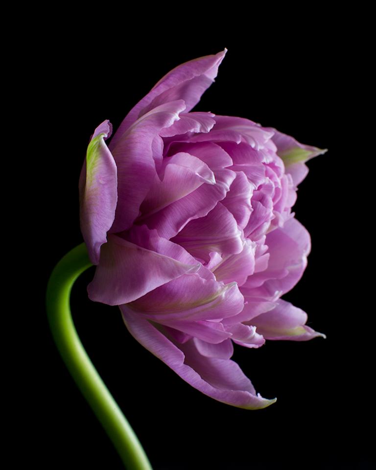 Susan Pittard Color Photograph – Blumenblume in Violett 