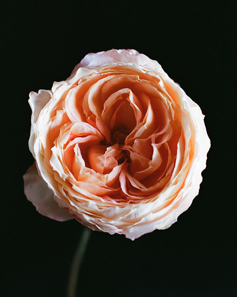 Susan Pittard Color Photograph - Ranunculus