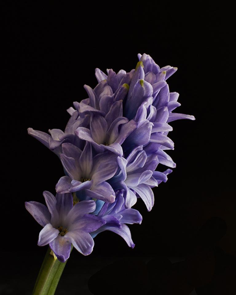 Susan Pittard Color Photograph - Hyacinth