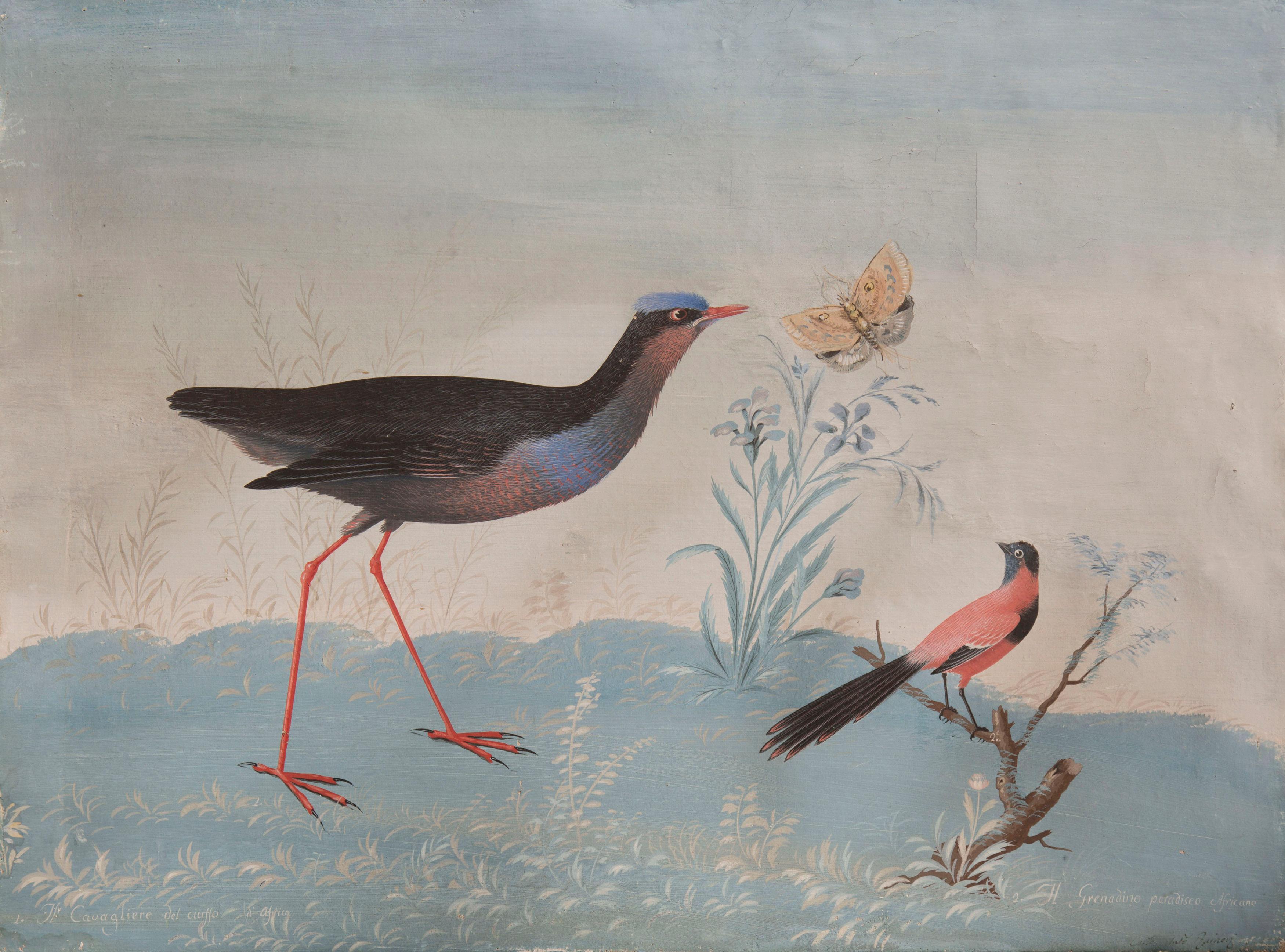 Carlo Antonio Raineri Animal Painting - The Knight of the Crown of Africa & Grenadian African Paradise birds