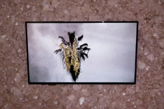 GOLD RUSH - 1st Edition Video, Black and White Palm Tree, Gold Glitter
