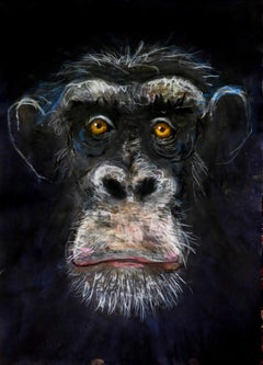 Chimpanzee - New Animal Study By John Graham