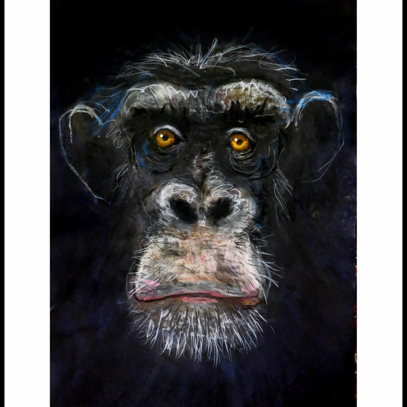 Chimpanzee - New Animal Study By John Graham For Sale 1