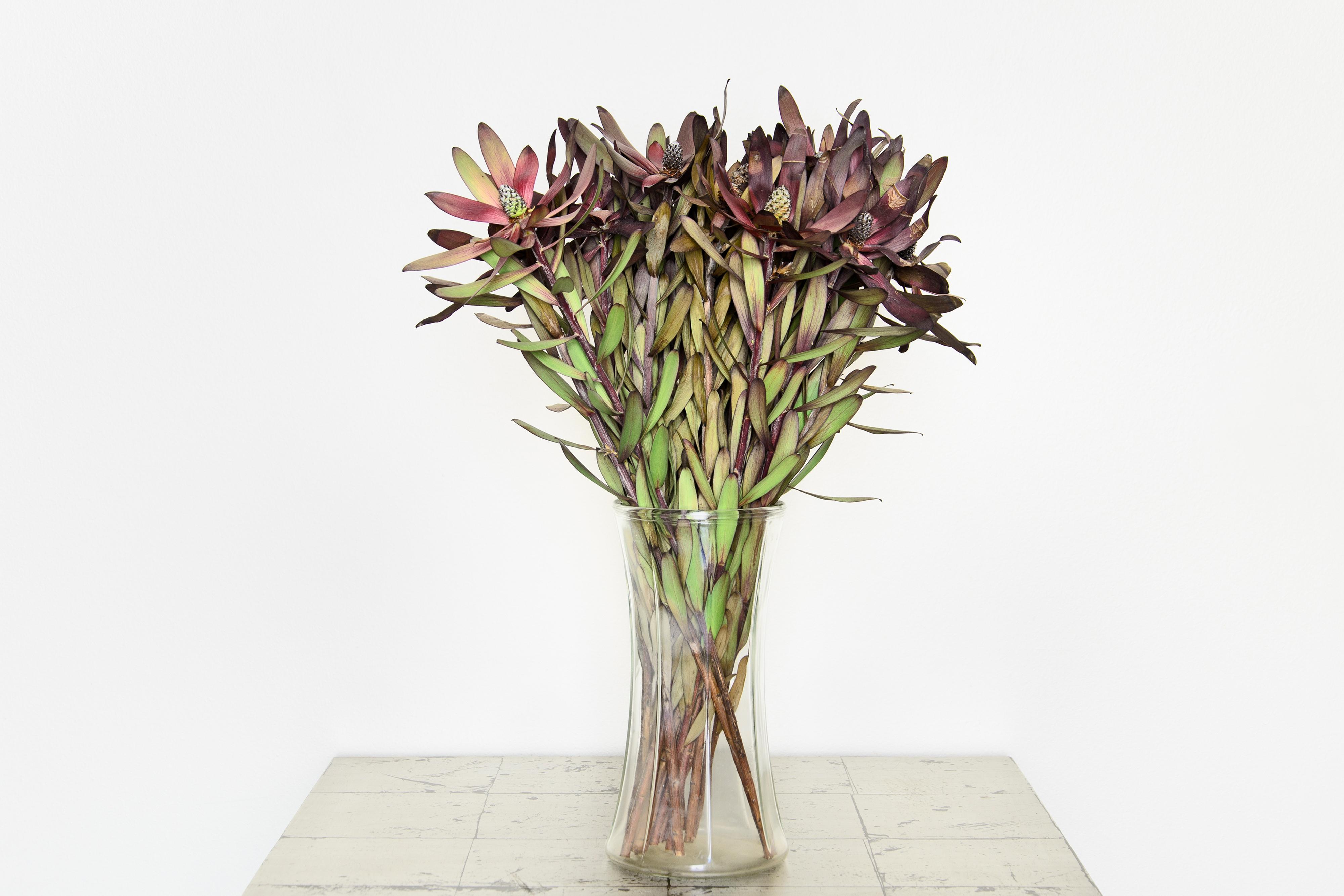 Chet (Contemporary Still Life Flower Photograph)