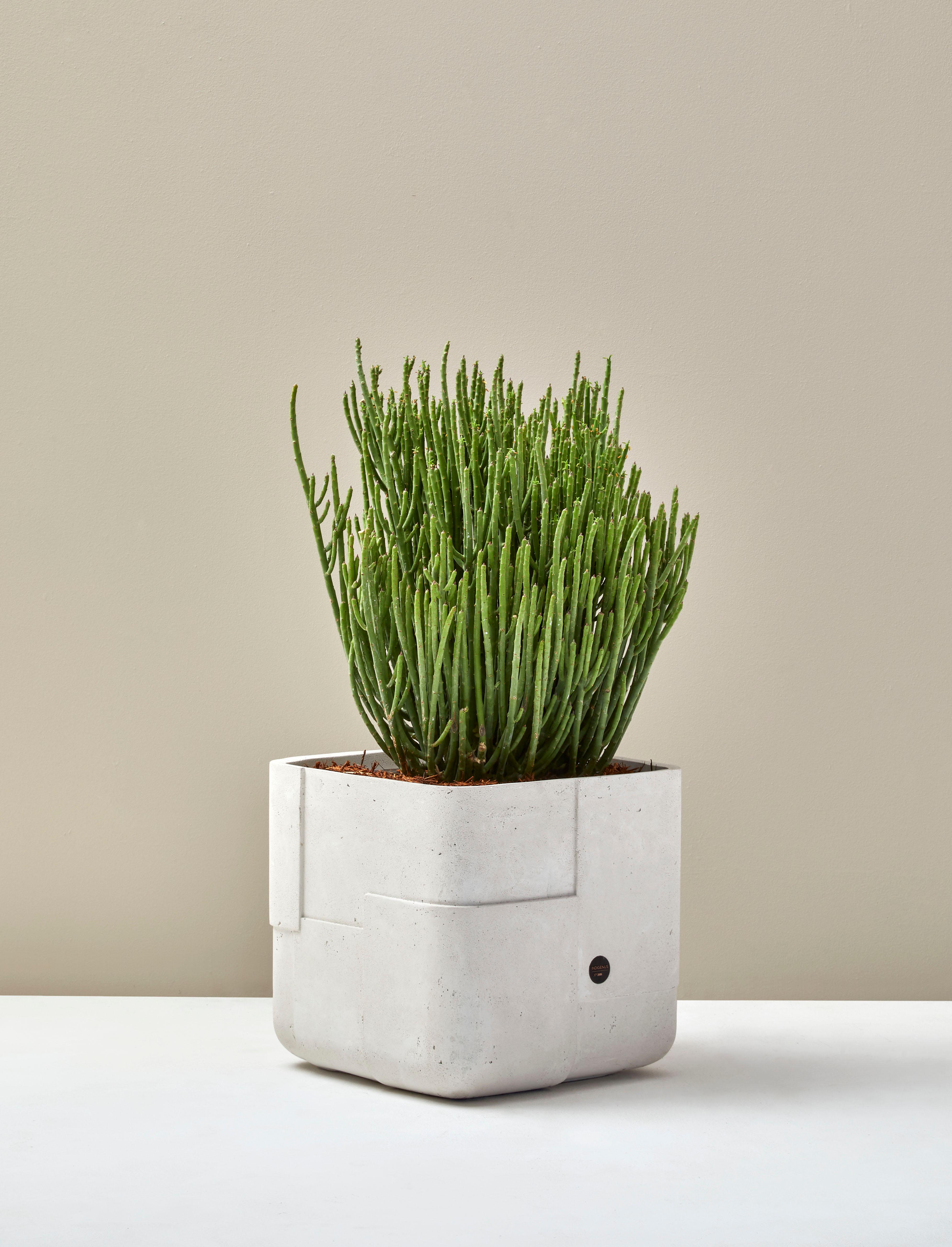 Aarde Square XS Sandstone Planter by Indigenus
Designed by Sebastian Herkner
Dimensions: W 43 x H 43 cm.
Materials: Stone.
Weight: 30 kg.

Different colors and sizes are available. Please contact us.

Following his honeymoon to South Africa, German
