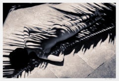 Palm Zebra, photographie, encre d'archives