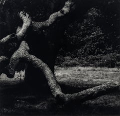 The Tree #35, 1970s Black and White Conceptual Photography