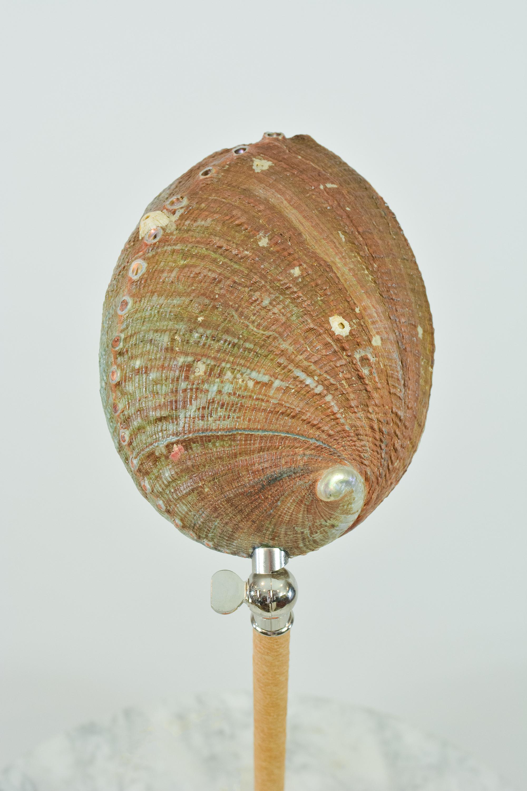 Contemporary Abalone Desk Lamp in Chrome with Natural Seashell Shade [In Stock] For Sale