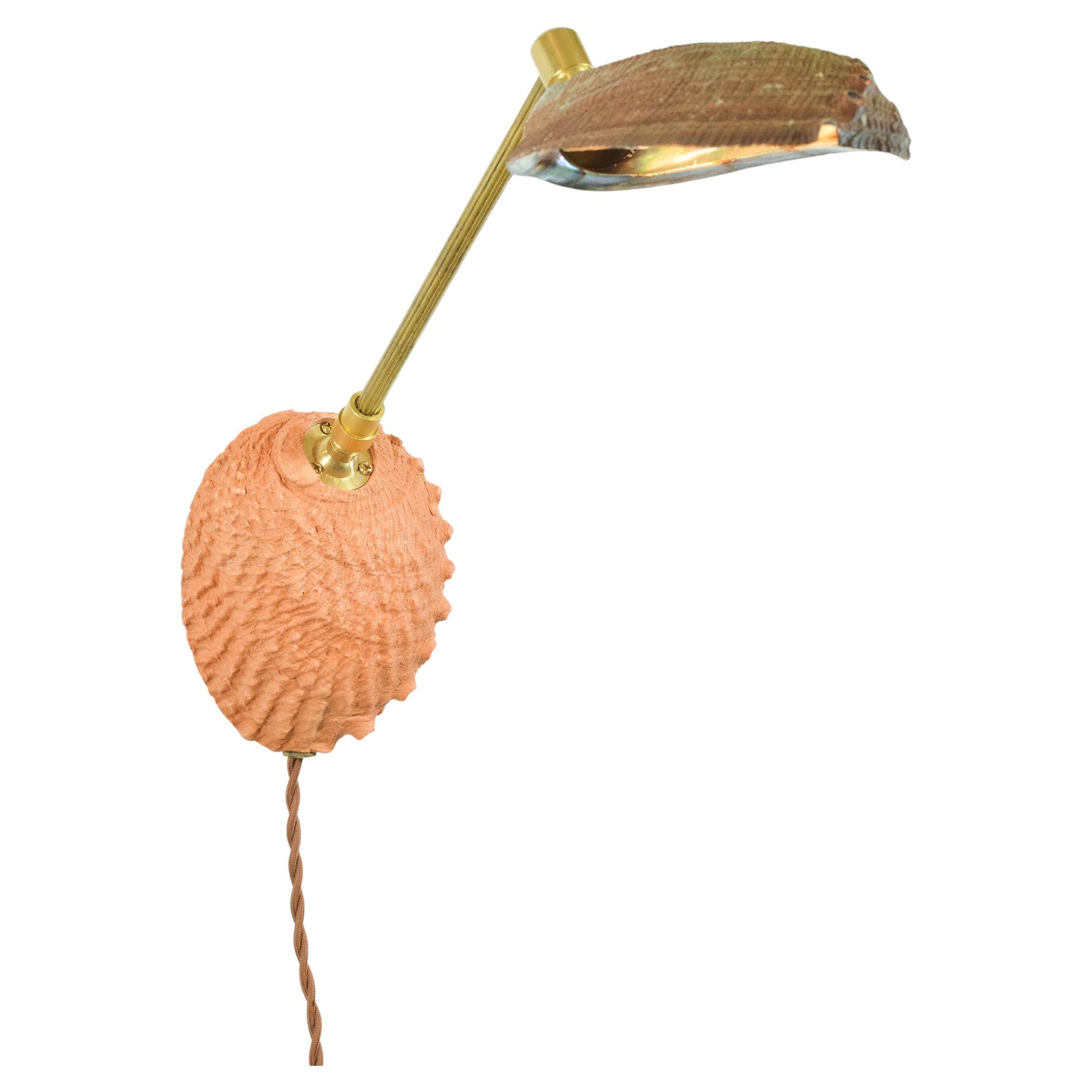Abalone & geriffelter Wandleuchter aus Messing mit natürlichem Muschelschirm [Korded]