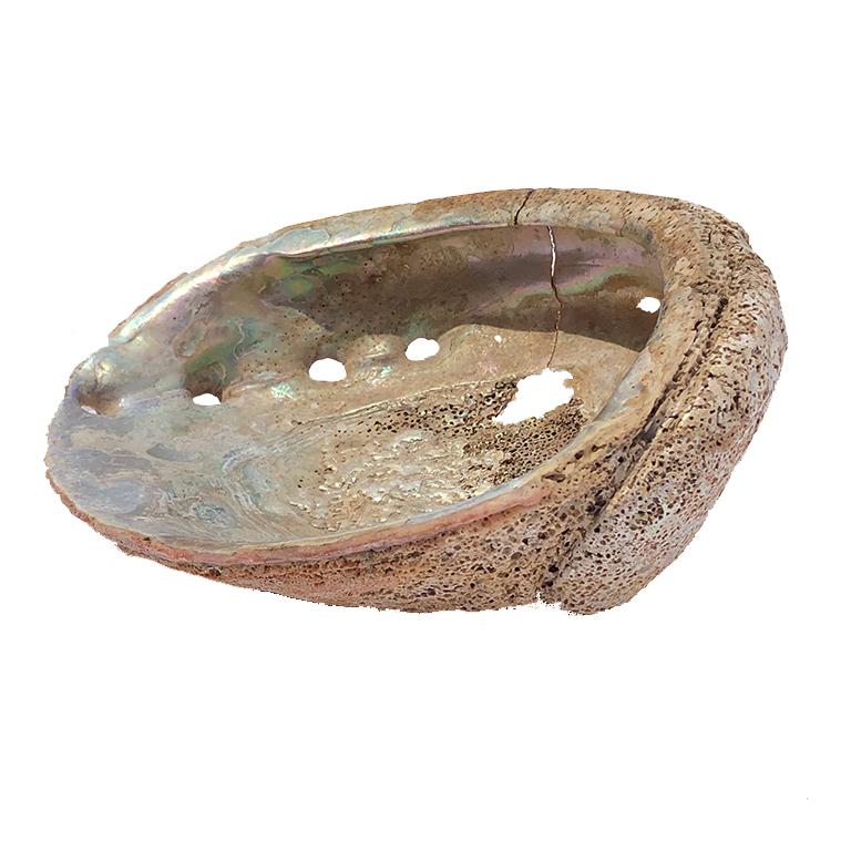 Abalone shell in great condition. 

Great for use in the following ways:
- Vessel to display salt in the kitchen
- On a bar cart filled with cocktail accessories such as lemons, limes or cherries
- A wonderful statement for a coffee table filled