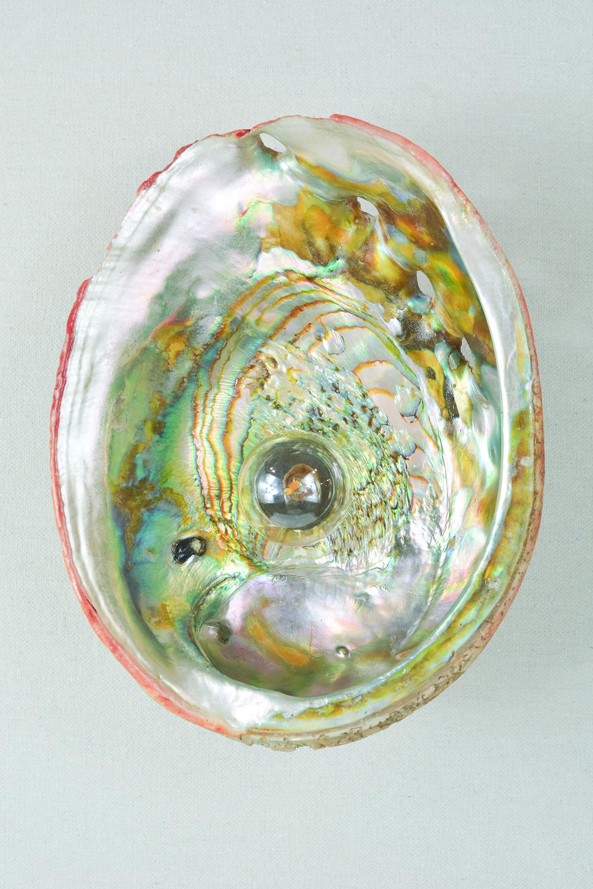 Modern 'Abalone Siren's Sconce' with Real Vintage Abalone Seashell Shade For Sale