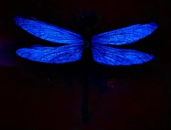 Abel Schiro, Medium Dragonfly