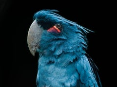 Close-Up Of Bird Against Black Background