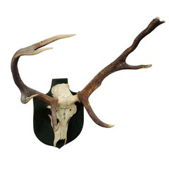 Abnorm Black Forest Deer Trophy from Salem, Germany, Kaltenbronn 1931