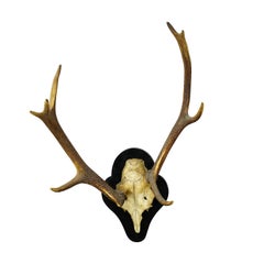 Abnorm Black Forest Deer Trophy on Wooden Plaque, Germany, ca. 1900