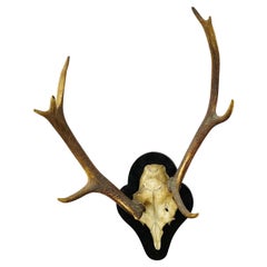 Abnorm Black Forest Deer Trophy on Wooden Plaque, Germany, ca. 1900